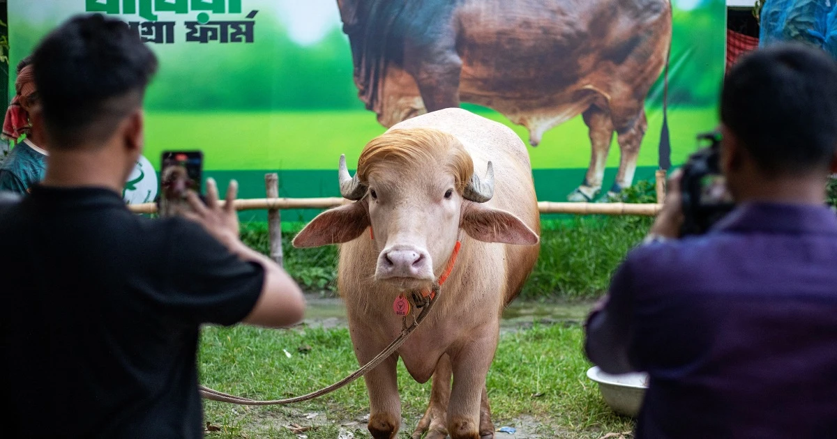 Buffalo named ‘Donald Trump’ for its blond comb-over is spared Eid sacrifice