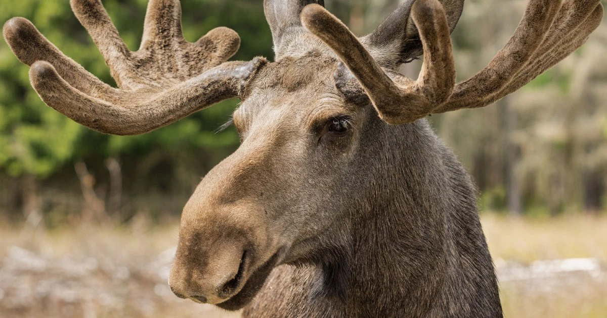 Sweden’s hottest show is a weekslong moose migration marathon