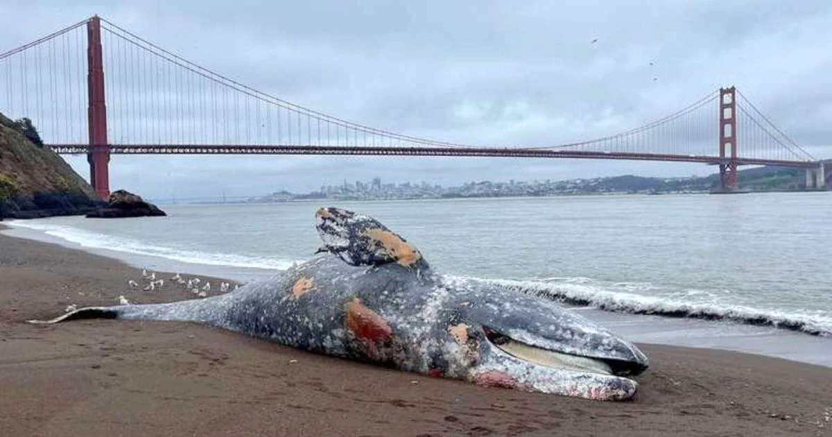 Six dead gray whales found in San Francisco Bay Area in the last week