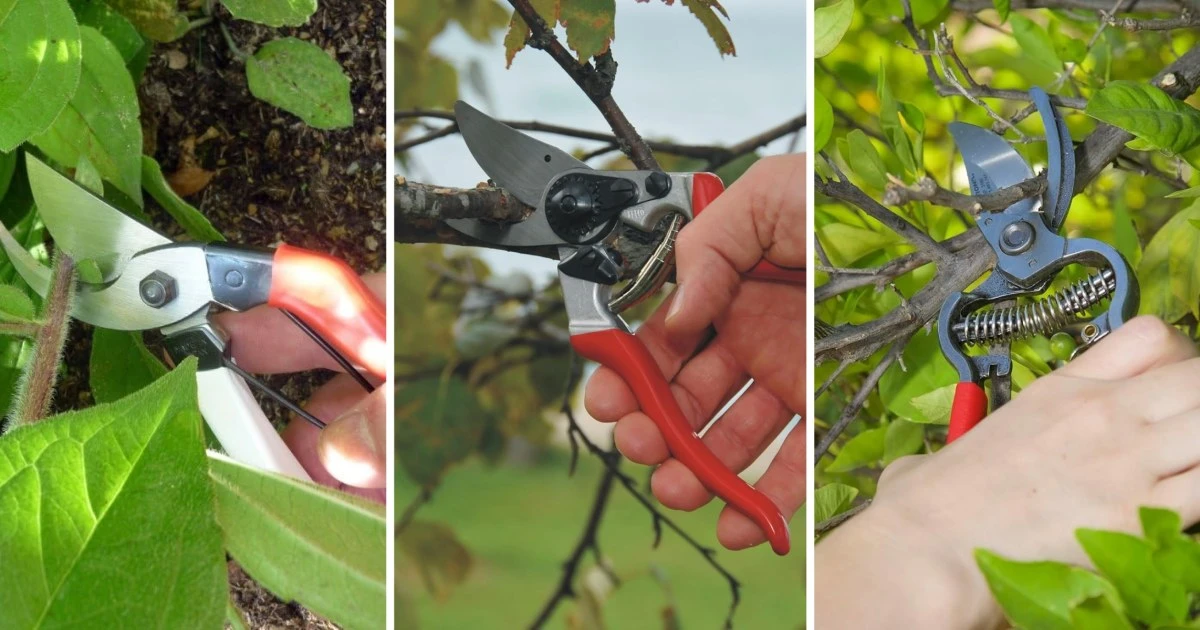 Every gardener needs pruning shears – here are the best ones