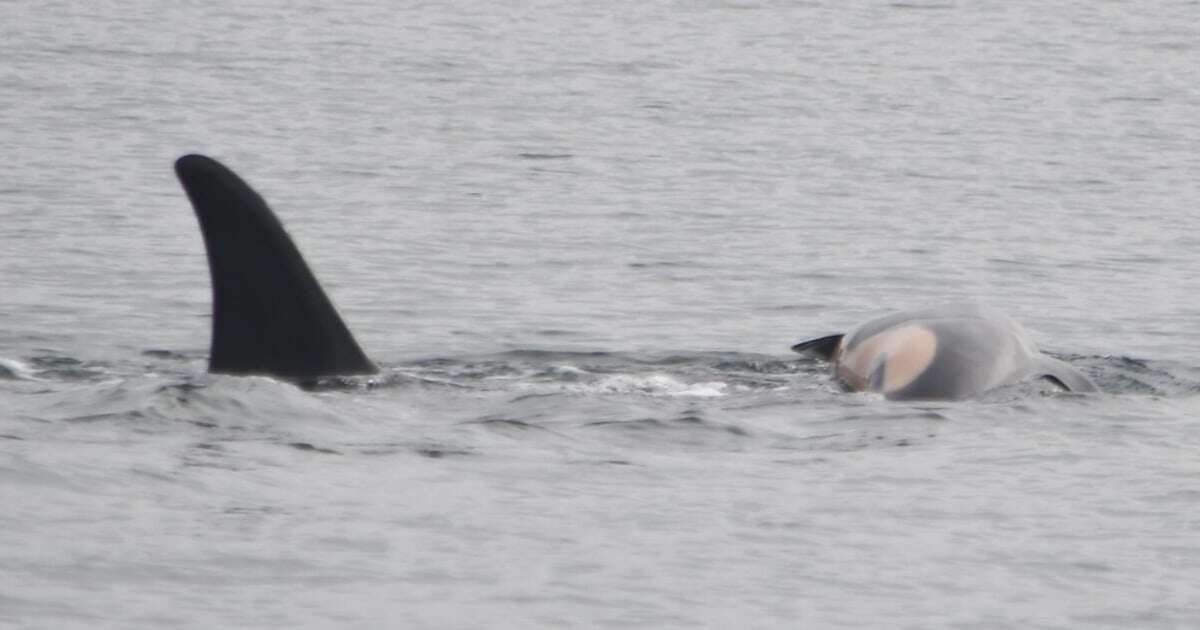 Orca who carried dead newborn for weeks has lost another calf and is carrying it again