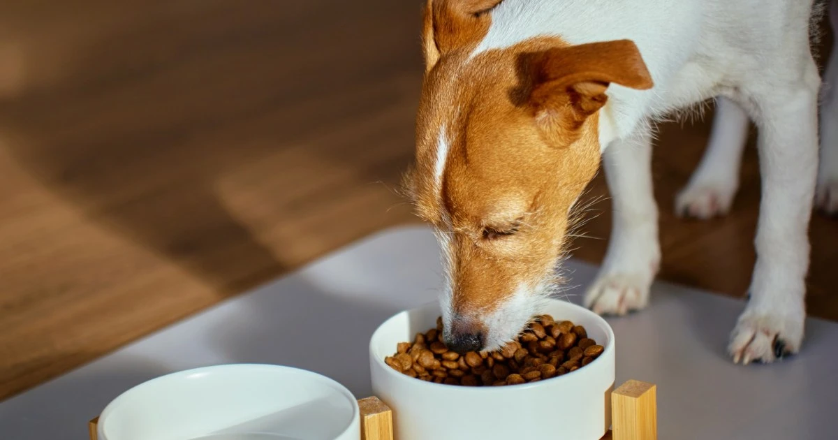 The best dry dog food for all life stages