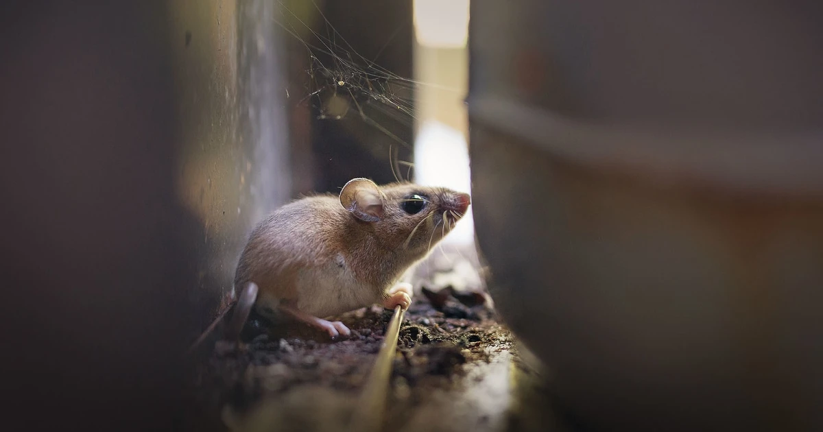 Where does hantavirus lurk in the U.S.? Scientists found ‘hot spots’ in surprising areas