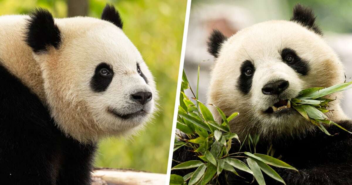 Panda diplomacy resumes: A pair of bears are on their way to the National Zoo from China