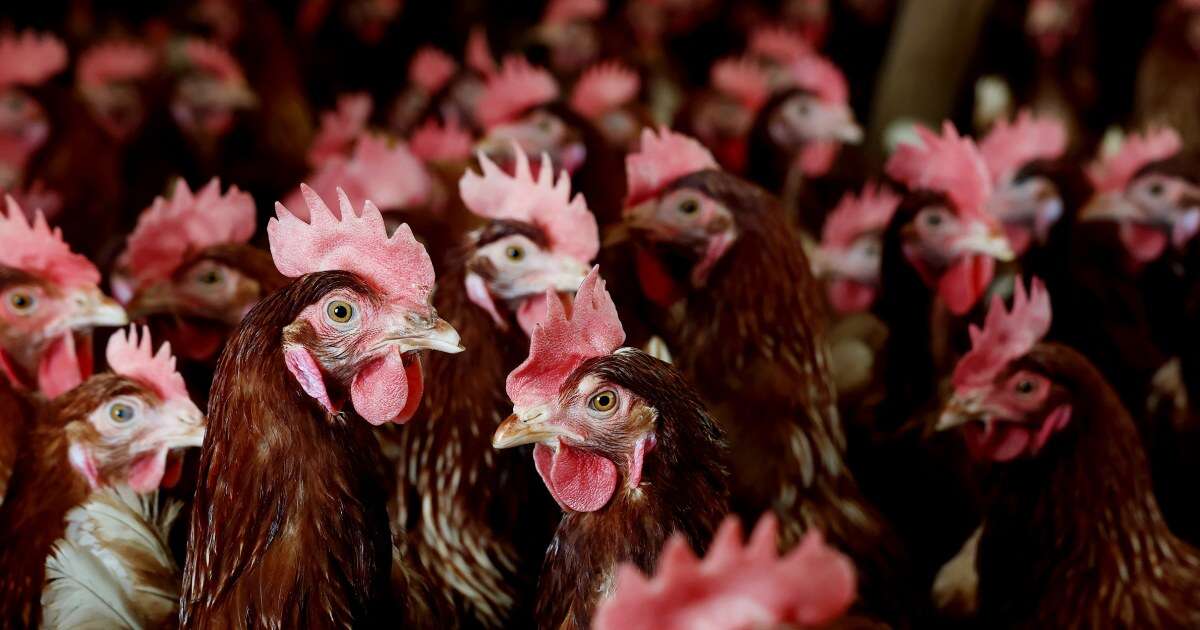 With eggs prices at record highs, why isn't the U.S. using a bird flu vaccine in poultry?