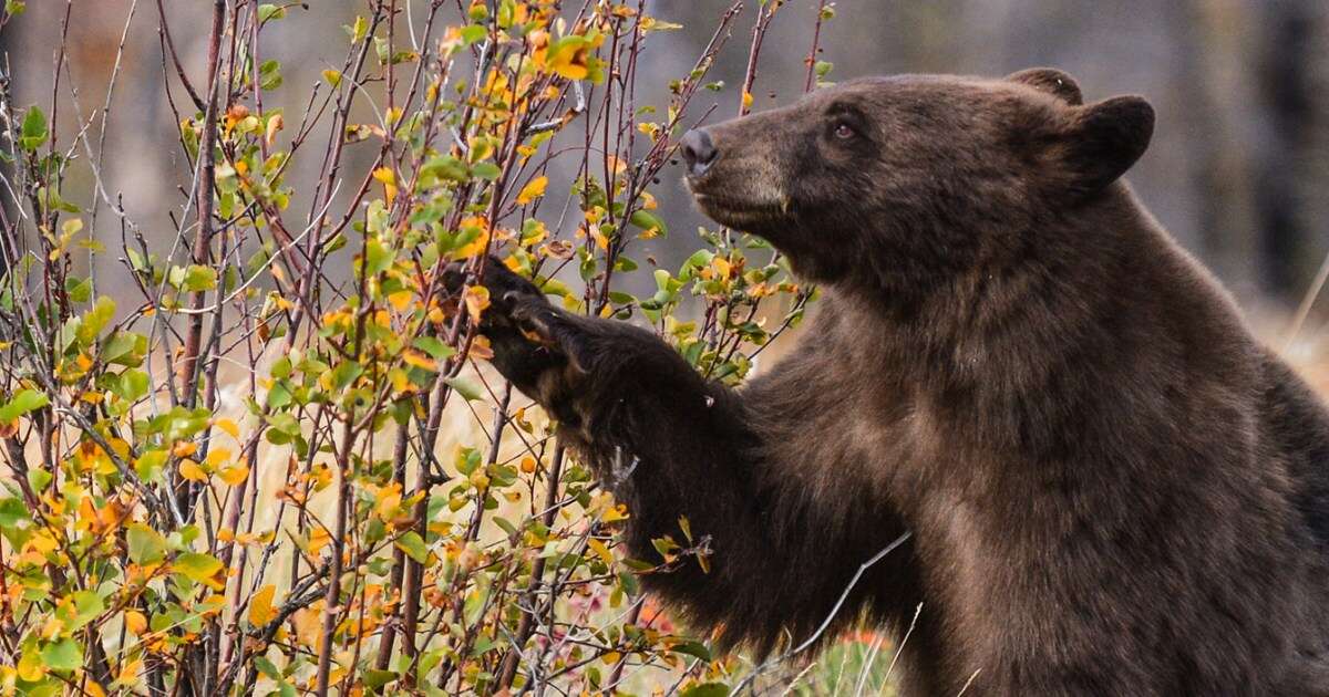 Parasitic outbreak in North Carolina traced to undercooked bear meat, CDC says