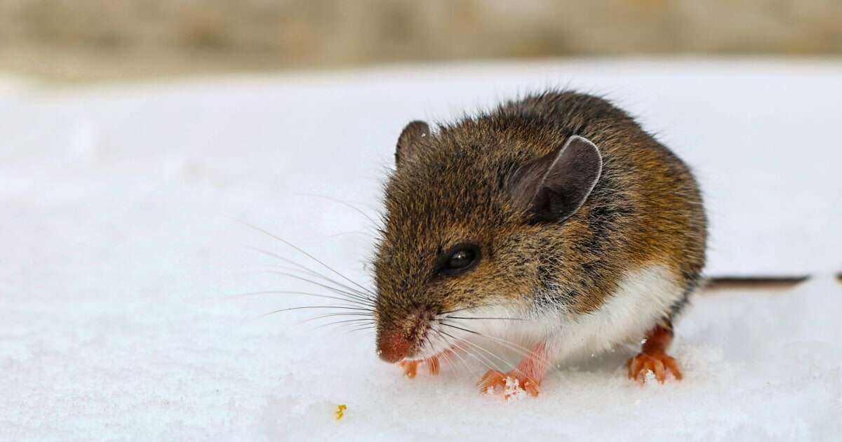 Arizona officials warning about spread of potentially fatal hantavirus 