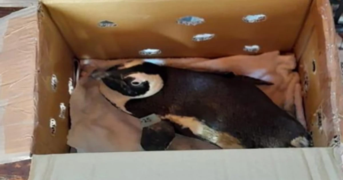 South African helicopter crash blamed on penguin in a box