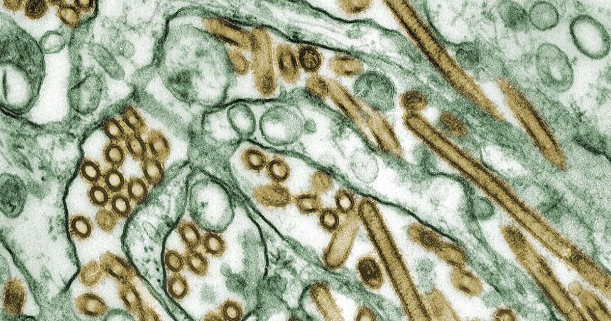 Bird flu samples show mutations that may make it easier to spread to people, CDC reports