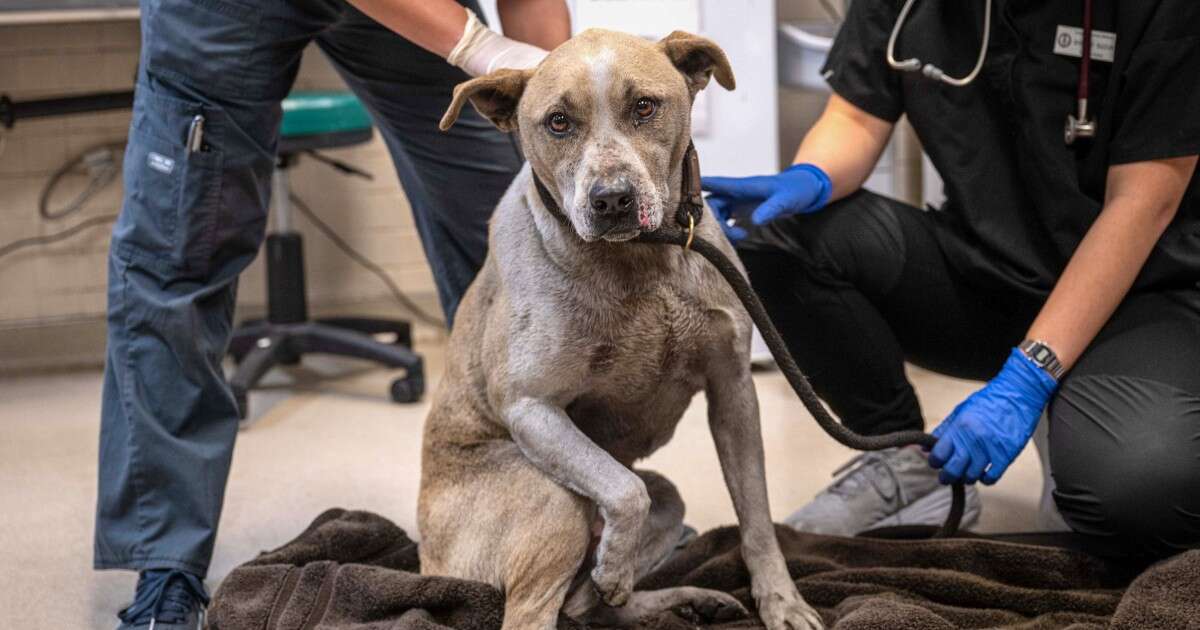 California rescue groups open their doors to pets, some with burns and other injuries