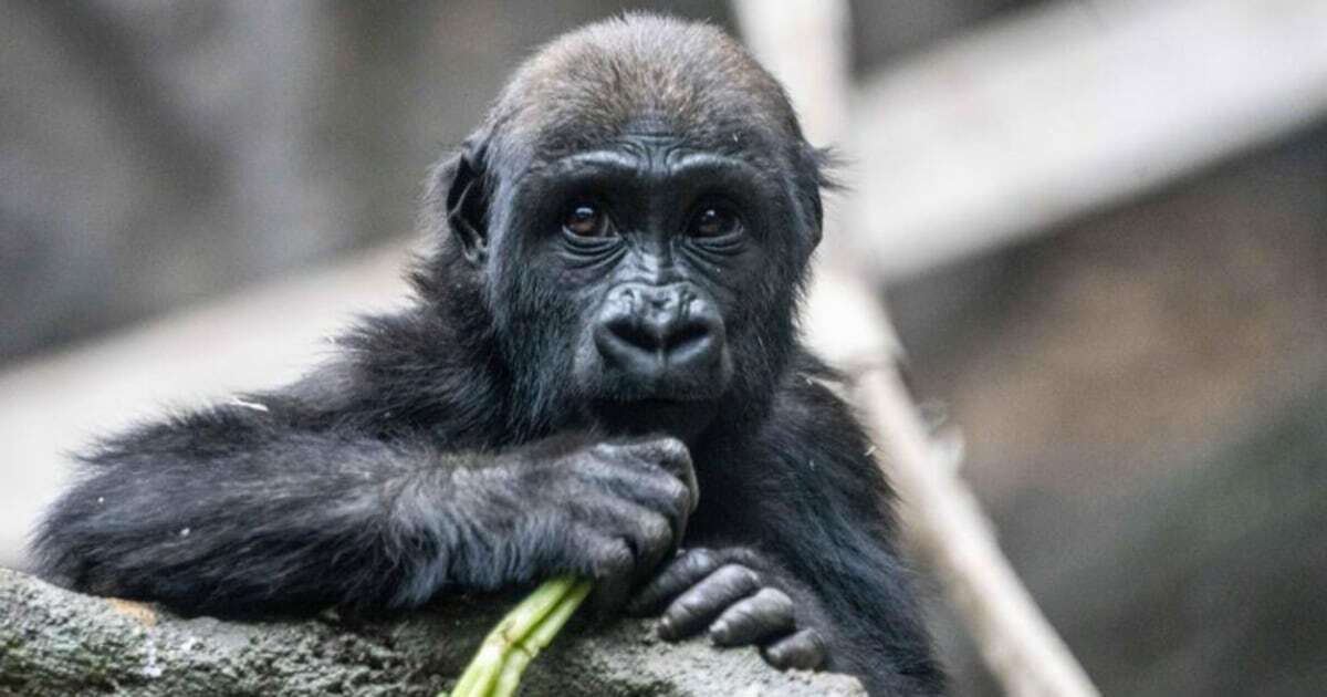 2-year-old gorilla dies in Canadian zoo after being hit by door that was accidentally shut by worker