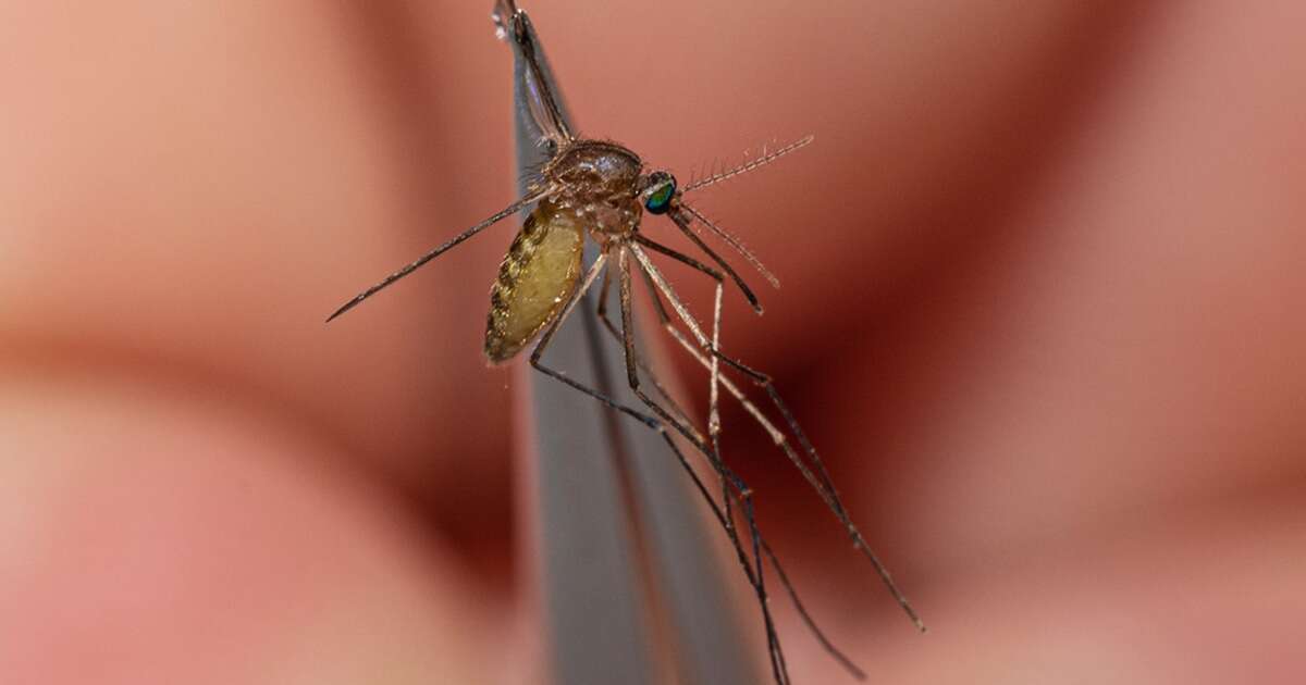 Deadly eastern equine mosquito virus prompts Massachusetts town to close parks after dark