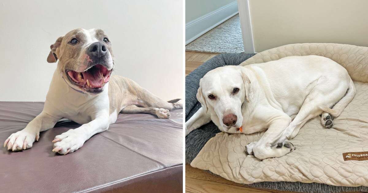 The best cooling dog beds, according to experts and pet owners