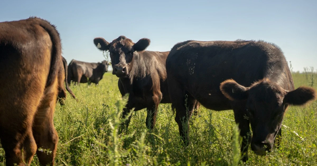 Republicans have a rare beef with Trump over suggestion he'll import red meat