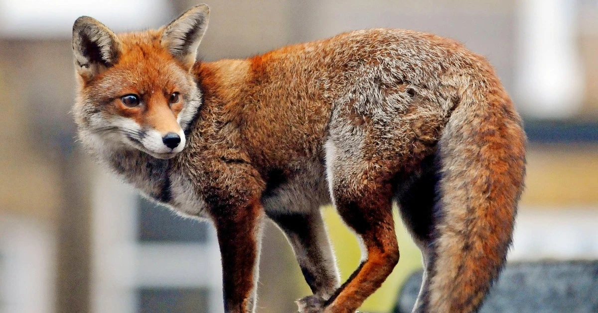 Outfoxed: Furry visitors slip into Google's new unfinished London headquarters