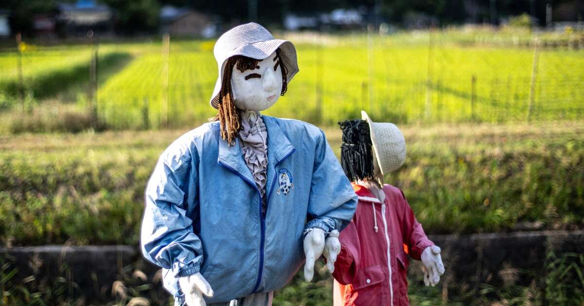 'Outnumbered by puppets': Depopulated village in Japan crafts dolls for sense of life