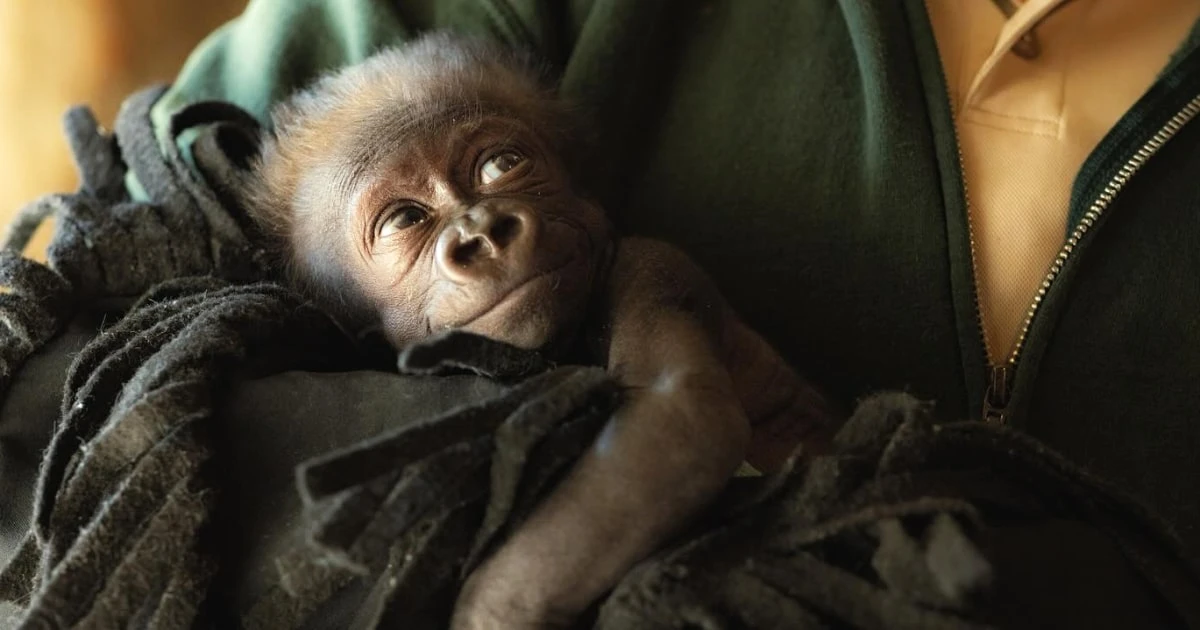 Gorilla delivered in emergency c-section is growing, getting round-the-clock care at Fort Worth Zoo