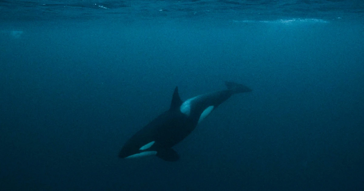 Killer whales seemed to wreak havoc this year. What drove their headline-making behavior?