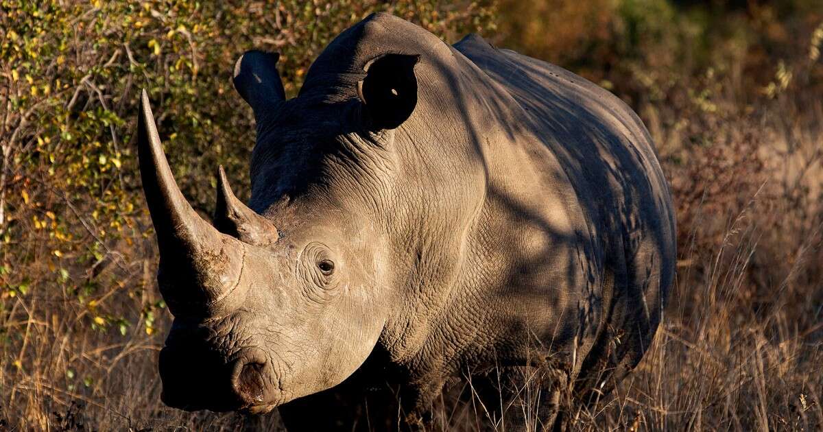 Rhino poaching on the rise in South Africa where 499 were taken last year