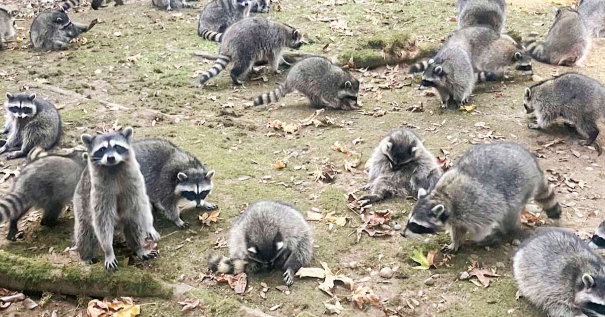 A woman called 911 after 100 masked invaders surrounded her home — don't worry, it was only raccoons