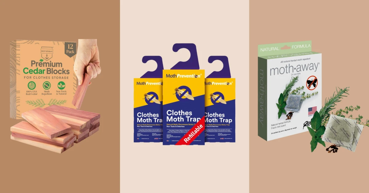 How to get rid of moths in your home, according to pest control experts