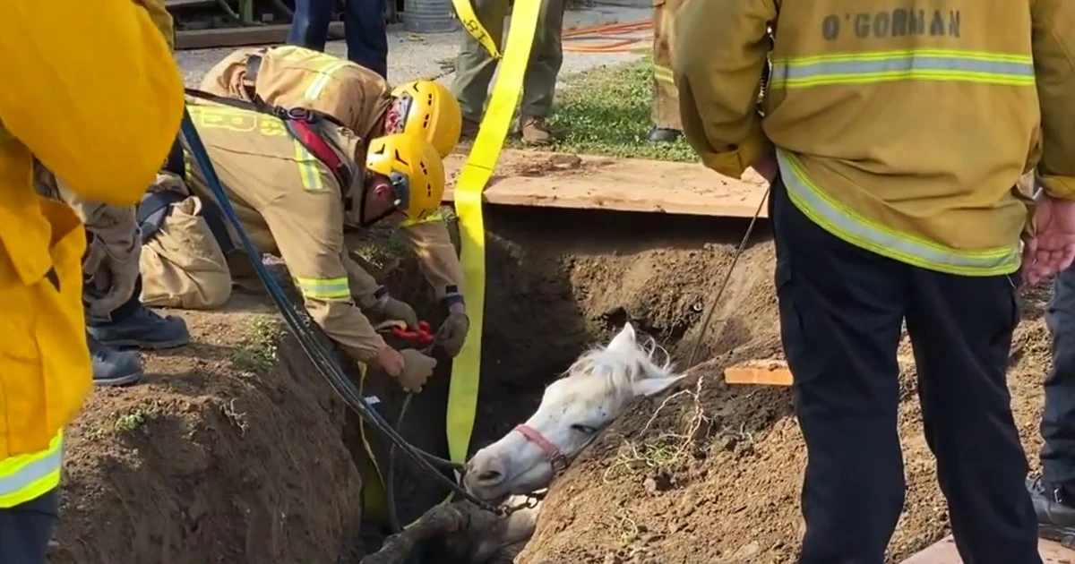 Crews rescue horse named 'Lucky' from sinkhole in Los Angeles