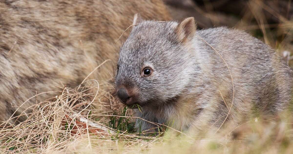 U.S. influencer who snatched baby wombat leaves Australia after outcry