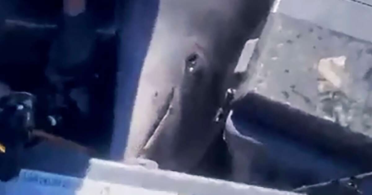 Fishermen get a surprise when a 900-pound dolphin lands on their boat