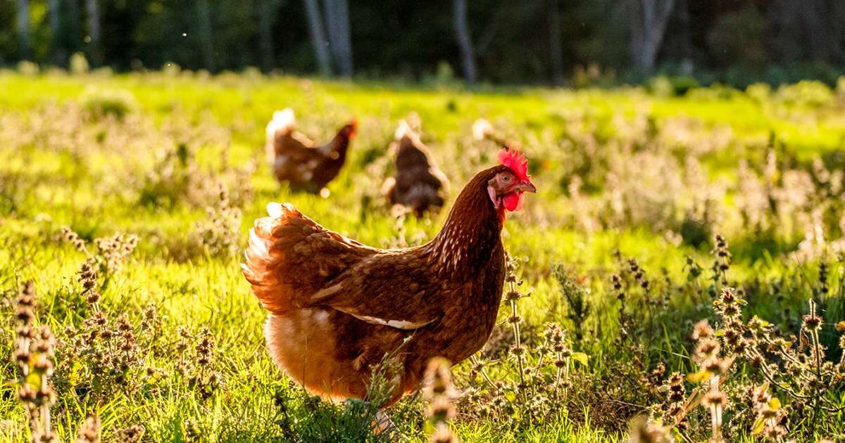 Are socially distanced chickens laying more affordable eggs?