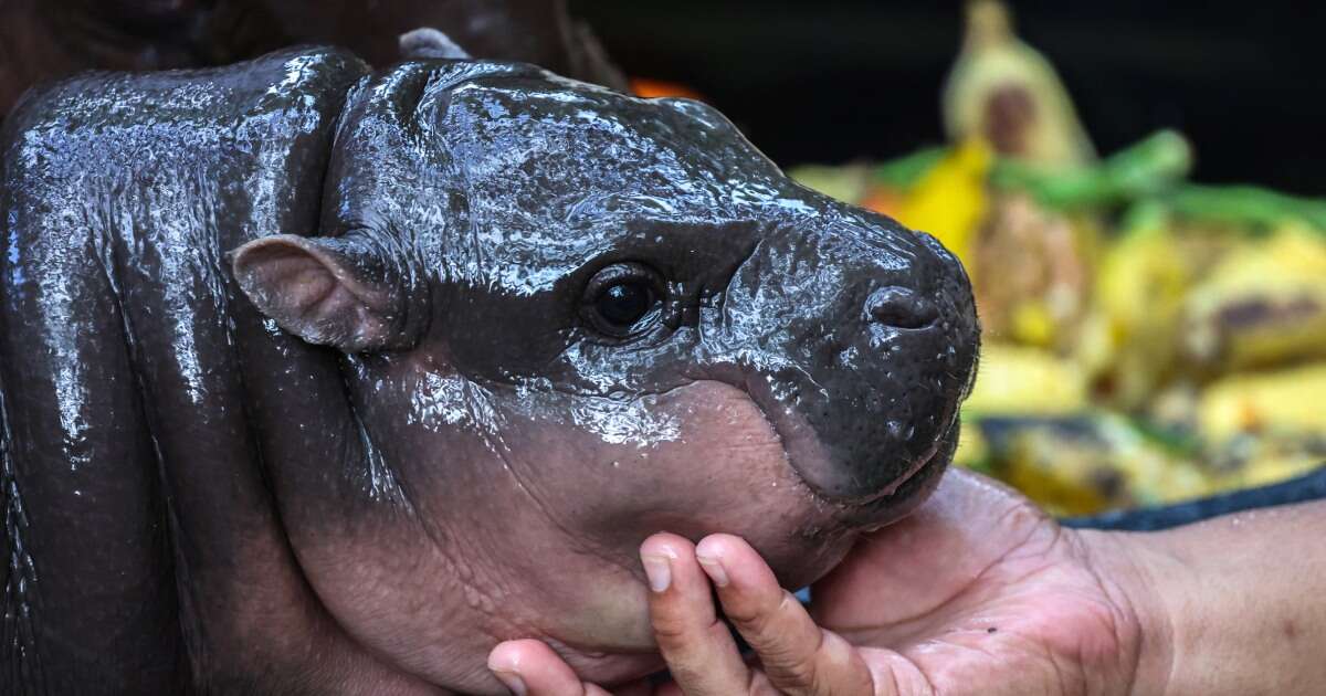 Moo Deng is an overnight sensation, but the baby hippo fervor has caretakers worried