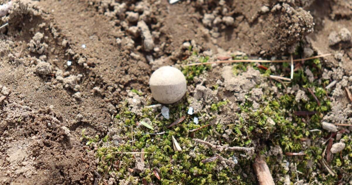 250-year-old musket balls from 'Shot Heard Round the World' discovered Massachusetts park