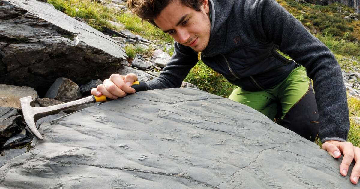 Ecosystem that predates the dinosaurs uncovered in the Alps by a hiker and melting snow