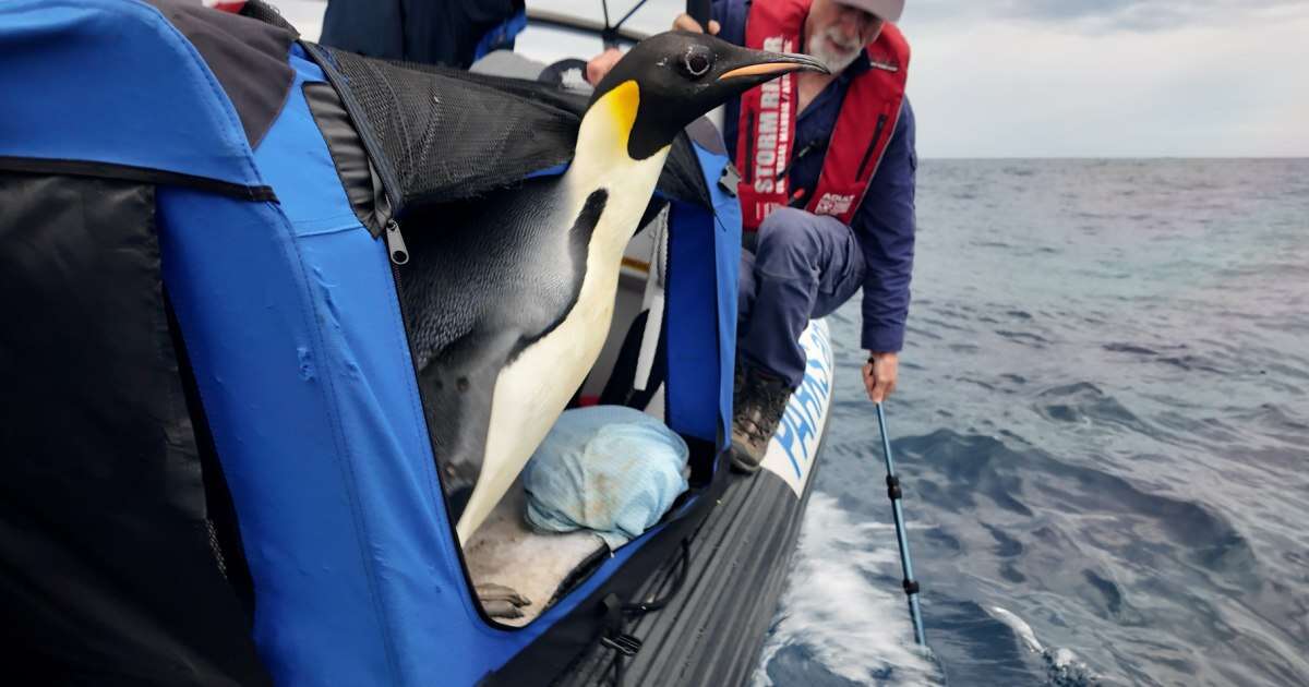 ‘Good luck, Gus’: Emperor penguin found in Australia is released back into the wild