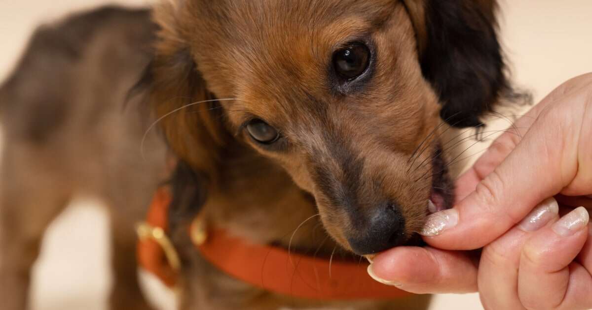 Are you giving your dog too many treats?