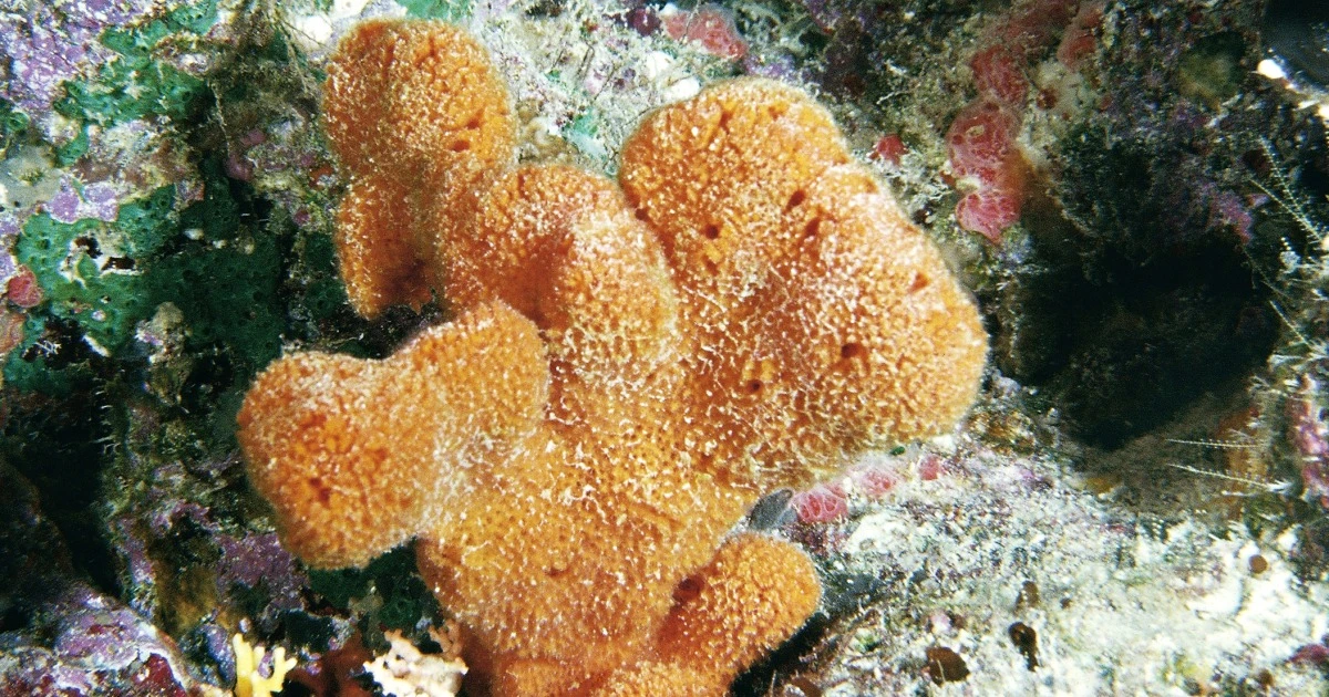 Sea sponges keep climate records and the accounting is grim, new study shows