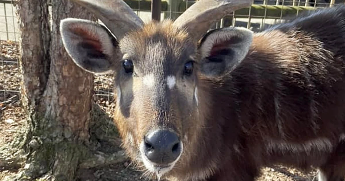 Antelope at Tennessee zoo chokes to death on plastic snack pouch cap