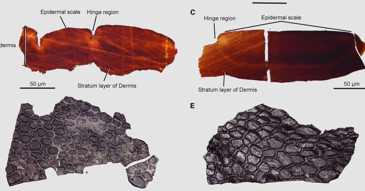 Fossilized, crocodile-like skin is oldest ever discovered, scientists say   