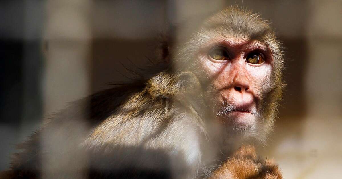 Police hunt 40 monkeys that escaped from a research facility in South Carolina