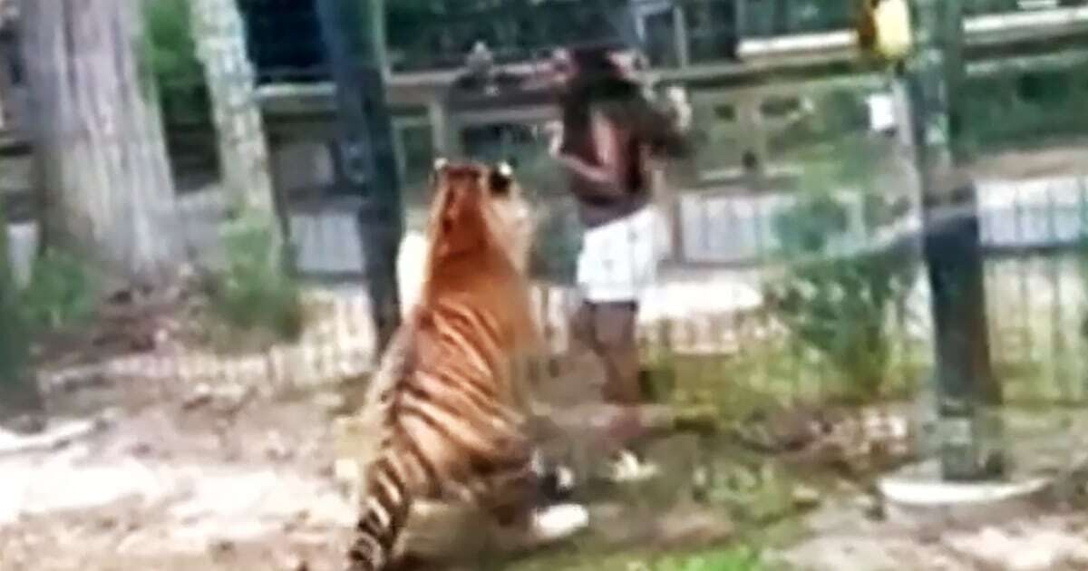 N.J. woman accused of climbing over zoo fence is charged after close call with tiger 