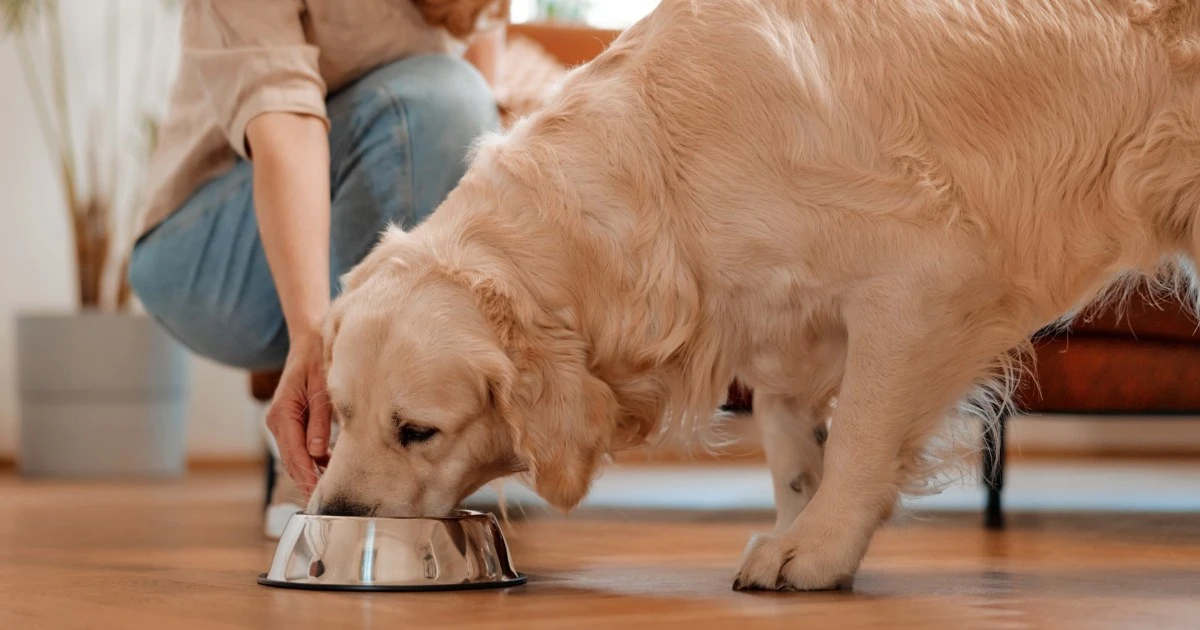 7 best foods for dogs with allergies, according to veterinarians
