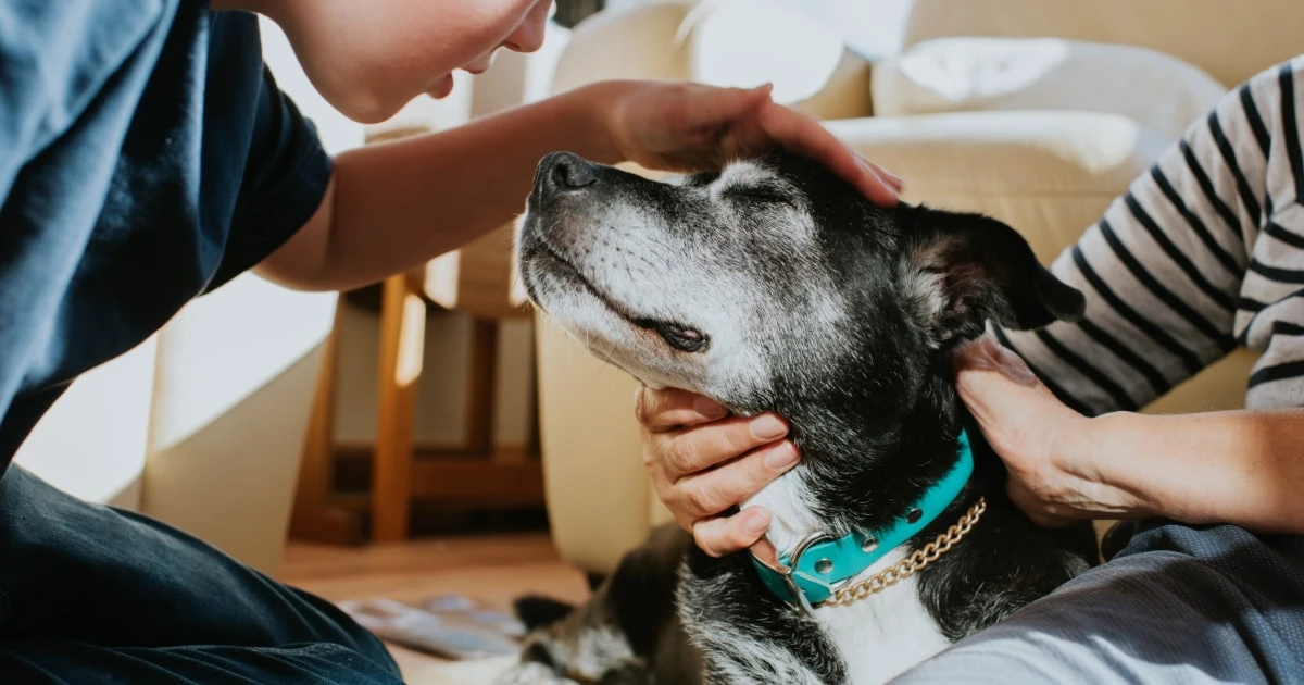 Caring for senior dogs: everything you need to do it right