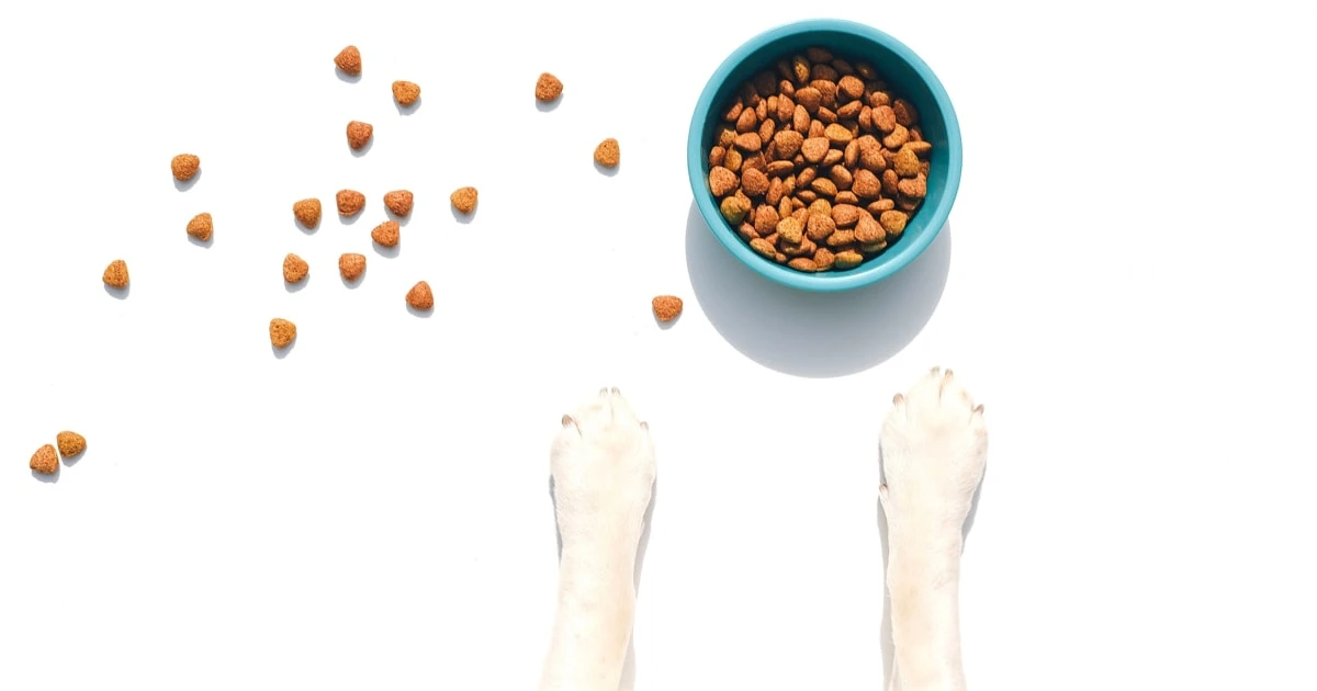 The best dog food for growing puppies