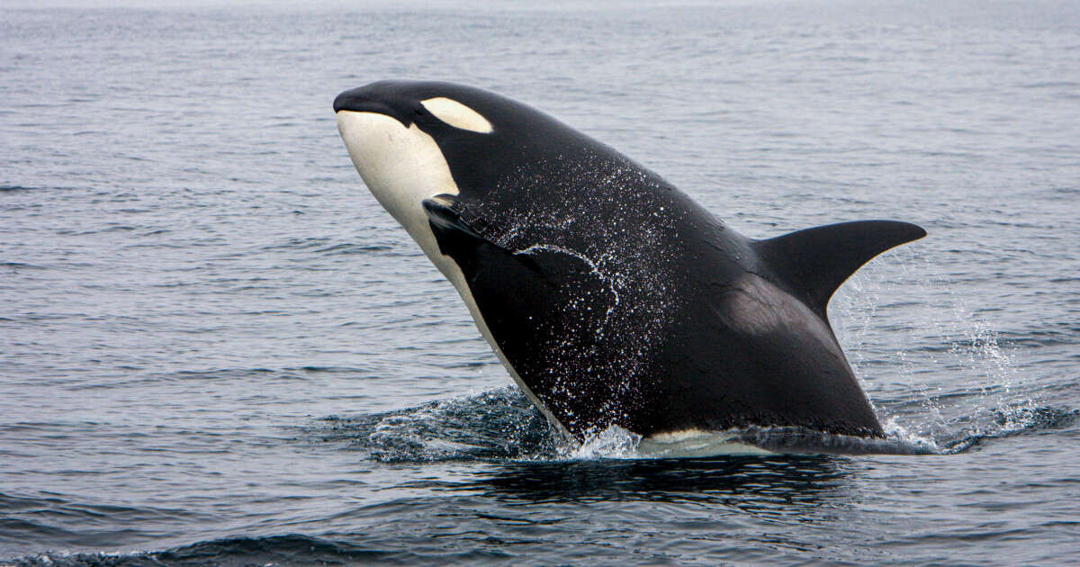 Killer whale spotted balancing a salmon on its head, intriguing scientists and orca watchers