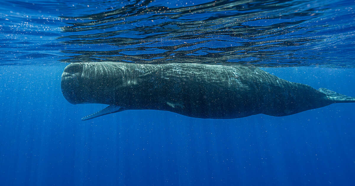 Scientists document remarkable sperm whale 'phonetic alphabet'