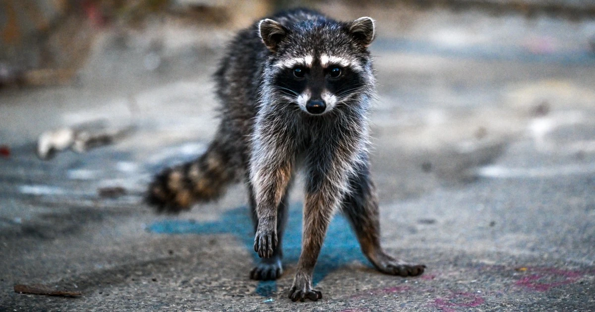 'Oh, my, gosh, they would never have known:' New warnings about rabies outbreaks as cases rise