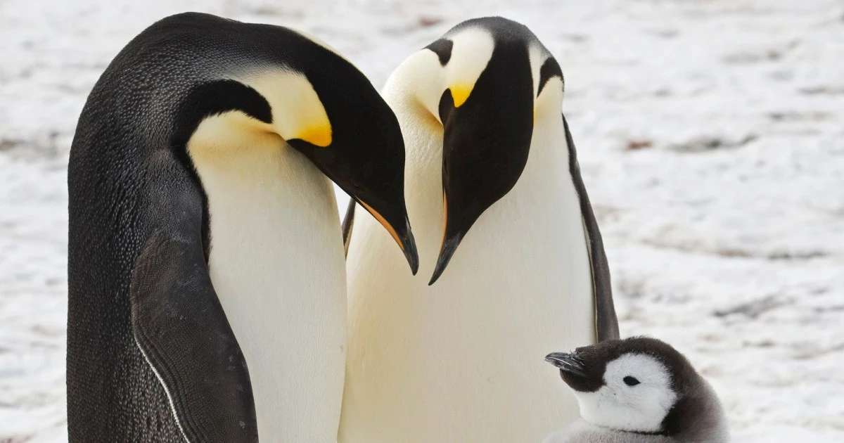 New emperor penguin colonies revealed by bird poop visible from space