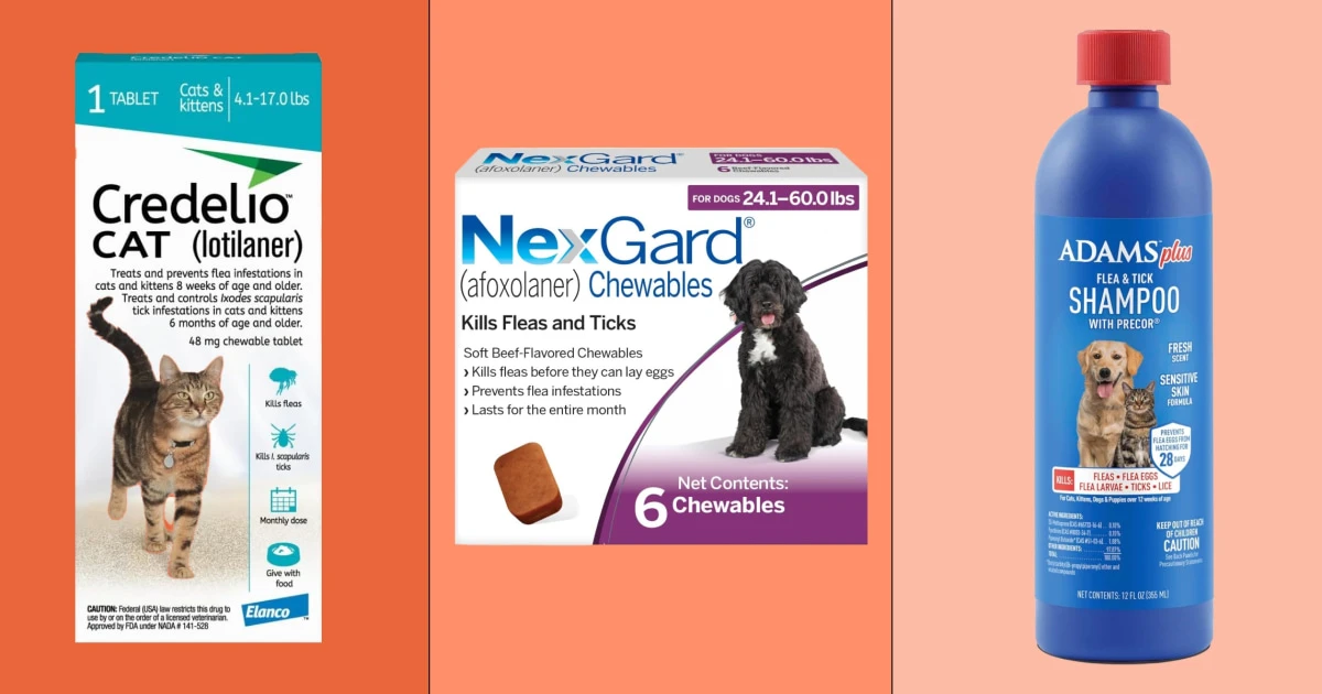 Fleas are every pet parent’s worst nightmare – here’s how to get rid of them