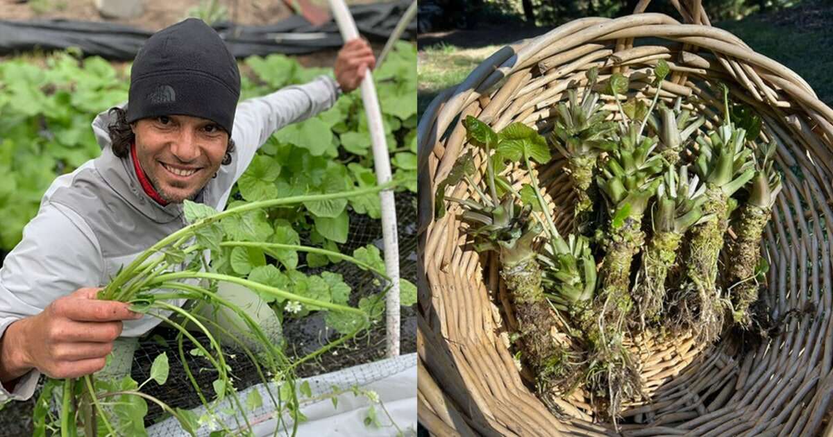 Wasabi worries and truffle troubles: Tariffs threaten crops that U.S. farmers struggle to grow