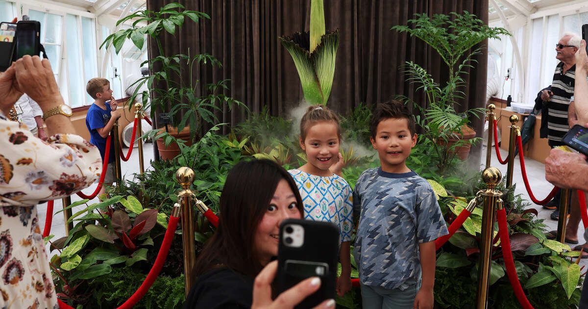 It’s big, it’s rare and it’s dead smelly: Visitors flock to see the ‘corpse flower’ in bloom