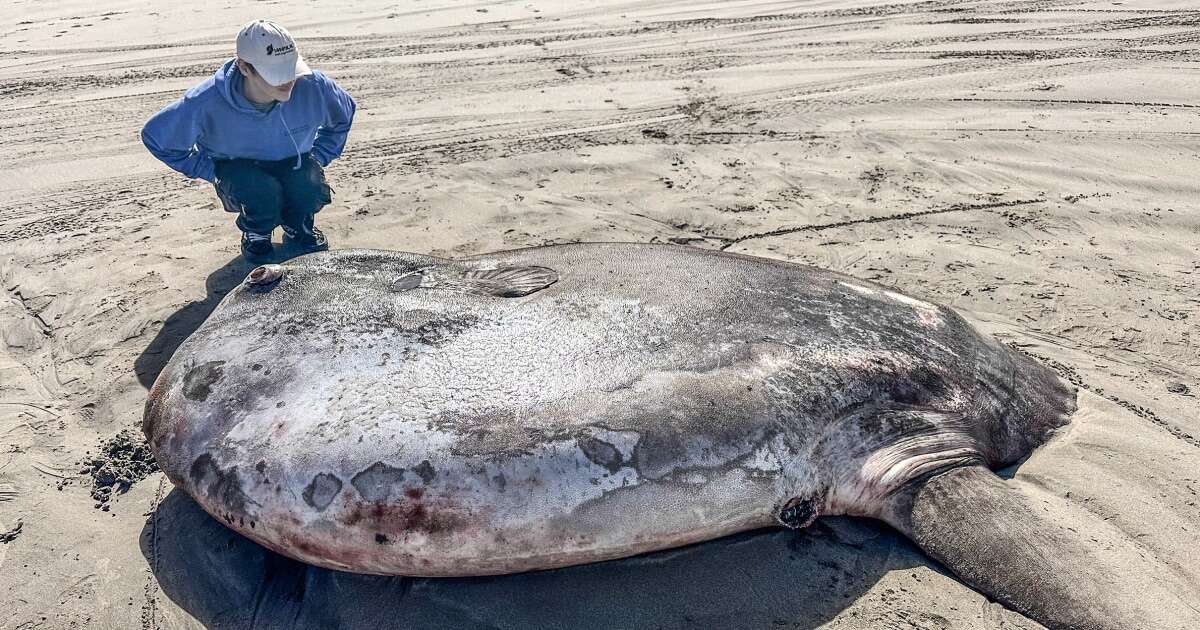 A giant, ‘sunbathing’ fish that washed ashore in Oregon turned out to be an unexpected oddity